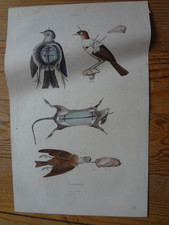 Ancienne gravure Taxidermie