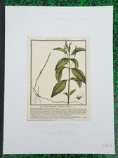  XVIII ème - MERCURIALE