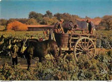 Vignes - Nos beaux vignobles - Scène typique de vendange - La comporte vidée dan