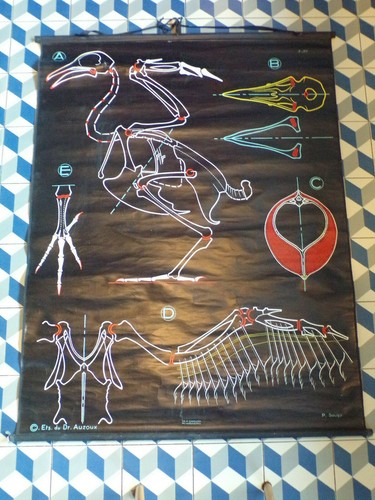 Ancien affiche scolaire - ancien, dr