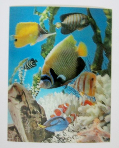 Aquarium poisson vari vue - aquarium,