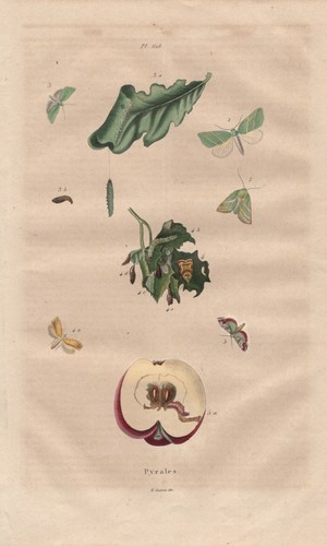Véritable papillon la - papillon, de