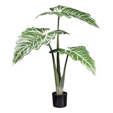 Colocasia Blanc Lave 3Bl Environ 130cm Grünweiß, En Noir Pot Plastique 16,5x14