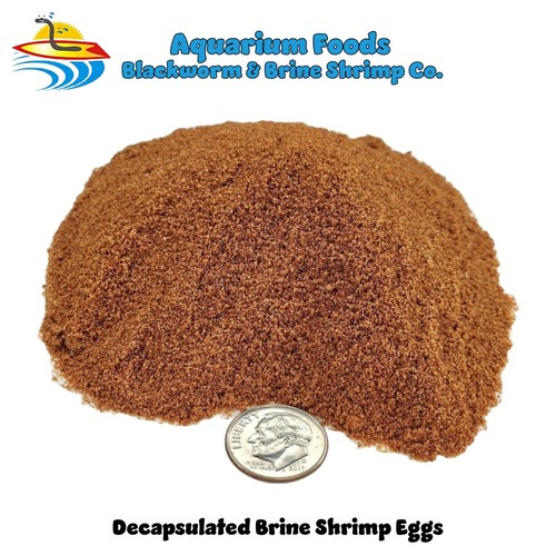 Decapsulated brine shrimp eggs - brine,