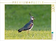 CALVENDO Puzzle Kiebitz auf