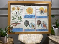 Carte Affiche Scolaire MDI : Le Bouton D’or, L’escargot