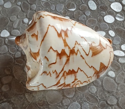 Coquillage volute cimbiola - coquillage, volute,
