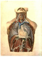 Cabinet de curiosité planche