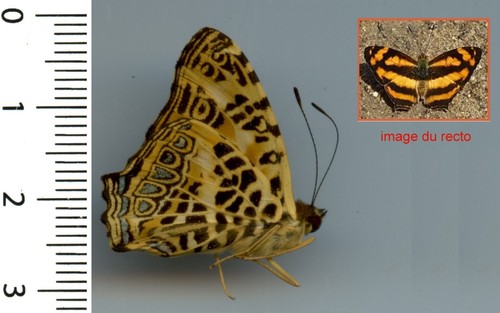 Nymphalidae symbrenthia - -,
