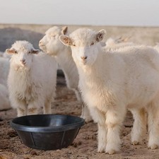 Mangeoire en caoutchouc pour