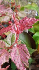 Acer x conspicuum 'Red Flamingo' / Érable à peau de serpent / Conteneur de 7 ...