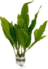 Fougère de Java Microsorum