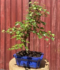 BONSAÏ ACER BUERGERIANUM