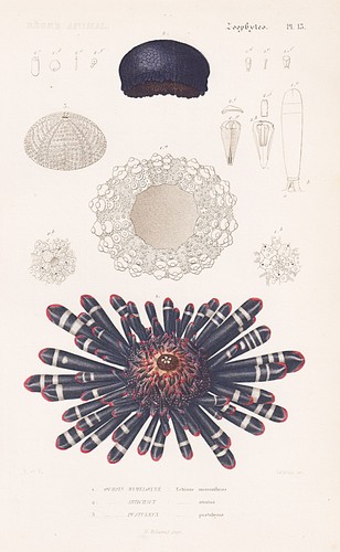 Echinus mammilatus oursin - mammilatus,