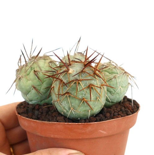 Tephrocactus geometricus five - geometricus,