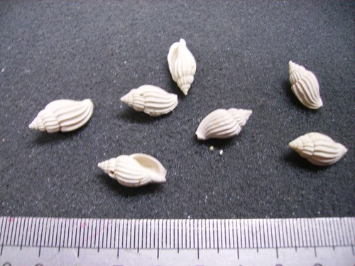 207 lyria harpula - l,