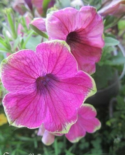 Surfinia pétunia fuchsia - surfinia, 'fuchsia