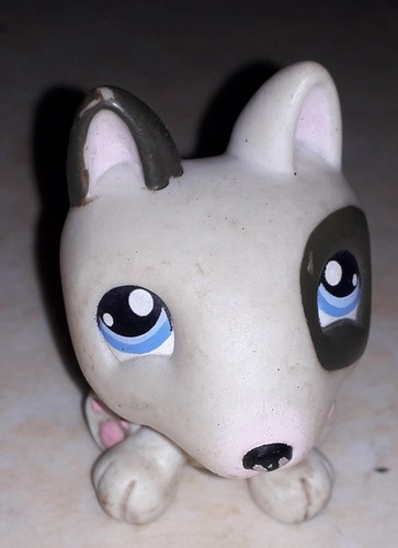 Petshop chien bull - , terrier