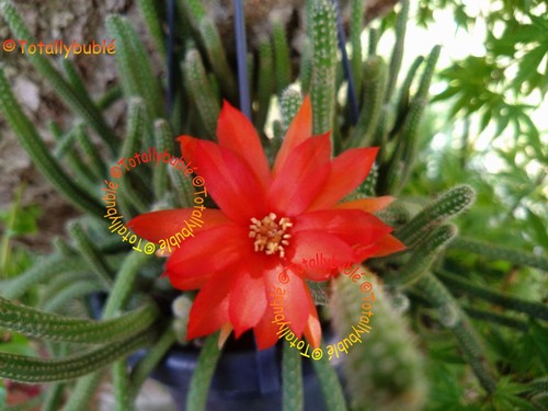 Bouture cutting chamaecereus - cutting,