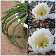 30 graines de Selenicereus hondurensis, plantes grasses, cactus seeds, F