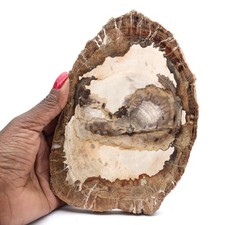 Tranche de bois fossile polie, ornement de caractère, Madagascar 625gr 175mm
