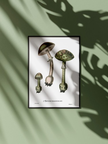 Affiche champignons vintage - champignons,