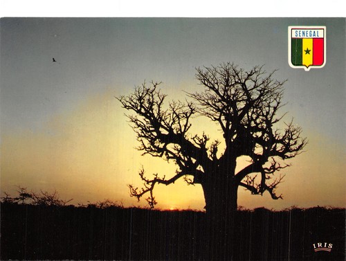 Senegal baobab - senegal,