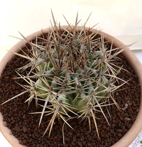 Echinocactus ingens 18cm