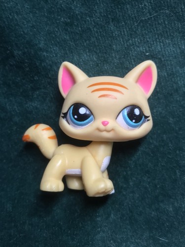 Petshop chat maine coon - 💖petshop,