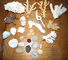 Petit Lot d'anciens Coraux et