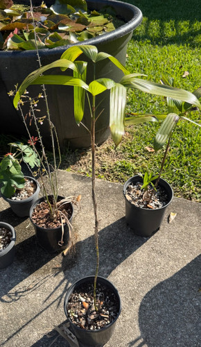 Rhapis laoensis true - rhapis,
