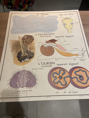 Carte affiche scolaire - carte,