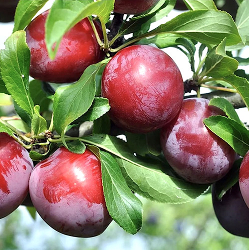 Dwarf beauty plum - beauty, tree