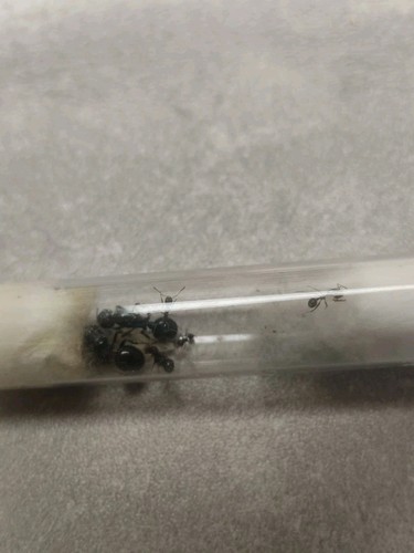 Fourmis messor barbarus deux - messor,