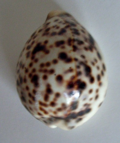 Cypraea tigris pardalis mm - tigris, 69