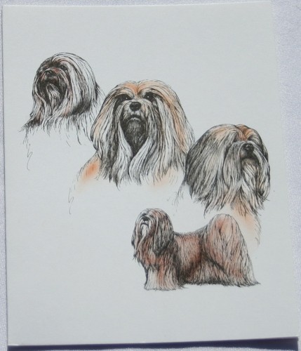 Lhasa apso dog laura rogers - dog,