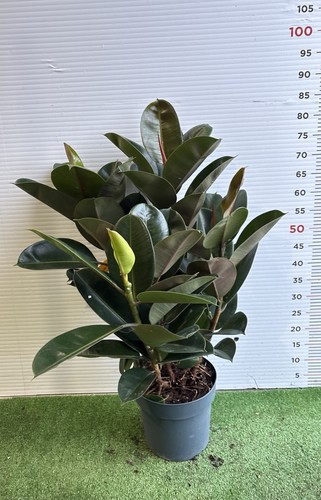 Plante ficus robusta pot - robusta, en