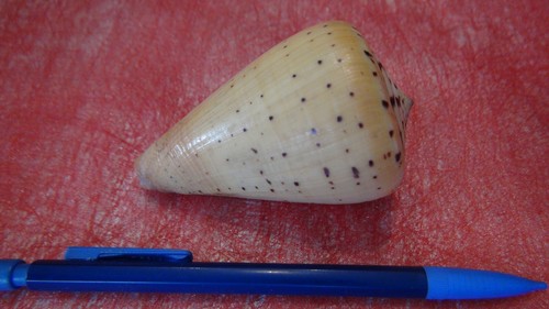 COQUILLAGE