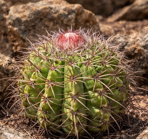 Melocactus pachyacanthus hu407 - pachyacanthus,