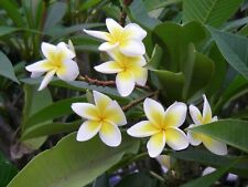 FRANGIPANIER  blanc parfum