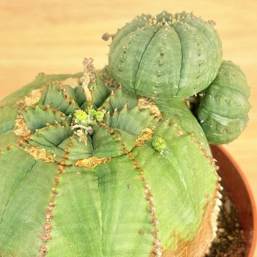 Euphorbia obèse pot cm - euphorbia,