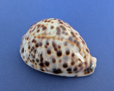 Cypraea Tigris blanche 82,5 mm