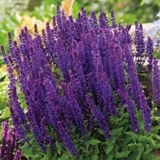 Violet Queen Sage - Salvia nemorosa - Steppen-Sauge - 5+ graines - Graines - ...