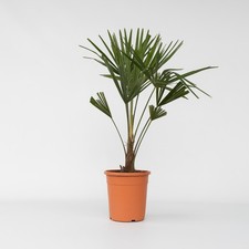 Palmier de Chine - Trachycarpus Fortunei - Hauteur 65-75cm - ⌀21cm