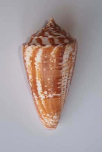 Conus amadis