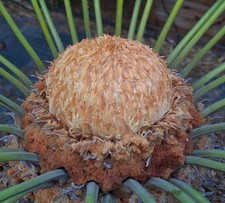 Cycas panzhihuaensis SEEDS -