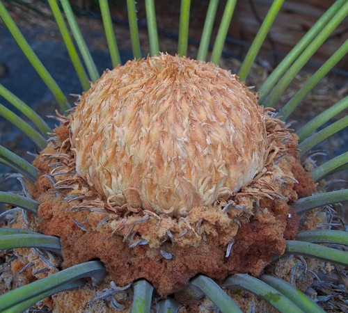 Cycas panzhihuaensis seeds - cycas,