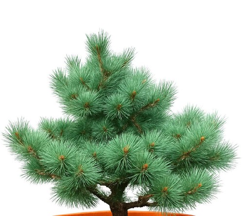 Pinus sylvestris martham - pinus, cv