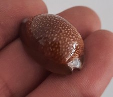 curiosité , taxidermie ,Coquillage : Cypraea Erosaria Caputdraconis