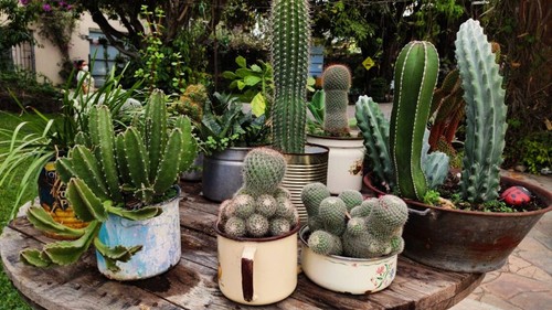 Lot graines de cactus - graines,